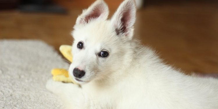 The Joy and Benefits of Adopting a Shelter Pet