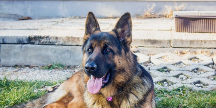 The Ultimate Guide to Pet Adoption